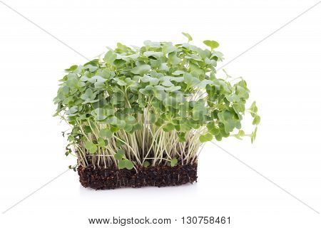 Sapling Of Tatsoi On A White Background