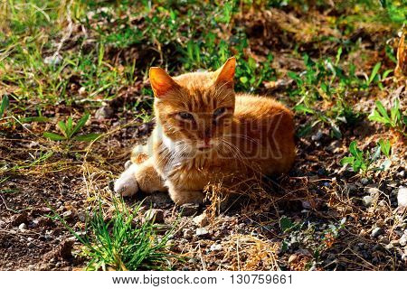 A cat sitting in a forest lawn