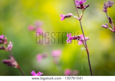 Wild Gillyflowers Growing In European Forest