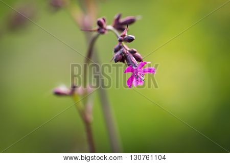 Wild Gillyflowers Growing In European Forest