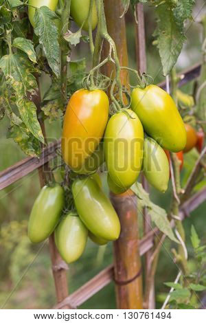 Fresh Yellow Tomatoes On The Plant In Gardent Background.