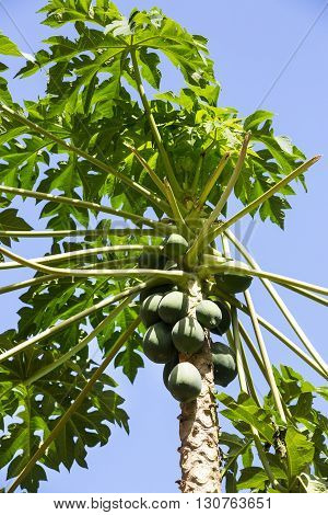 Papaya tree with ripe fruits on a background of the sky