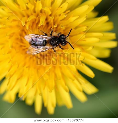Closeup of a yellow flower with a bee on it. The insect is very sharp, you can see each pollens and hairs on its body.