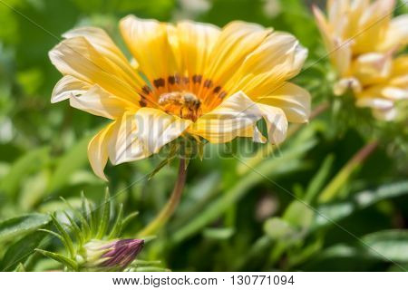 A flying bee on a yellow flower