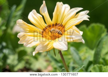 A flying bee on a yellow flower