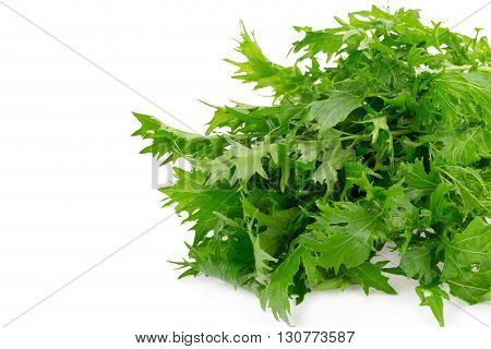 Mizuna Greens On White Background