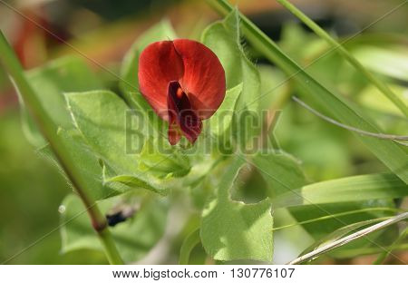Winged or Asparagus Pea - Lotus tetragonolobus syn. Tetragonolobus purpureus