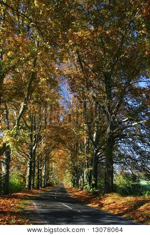 Road in an alley somewhere in the autumn contryside