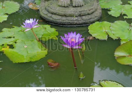 lotus flower under buddha's feet in mendut buddhist monastery
