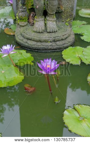 lotus flower under buddha's feet in mendut buddhist monastery