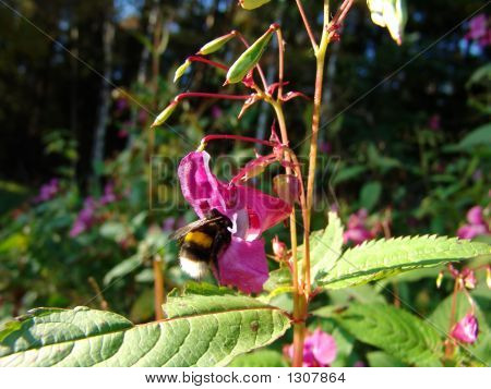 Bumblebee 4