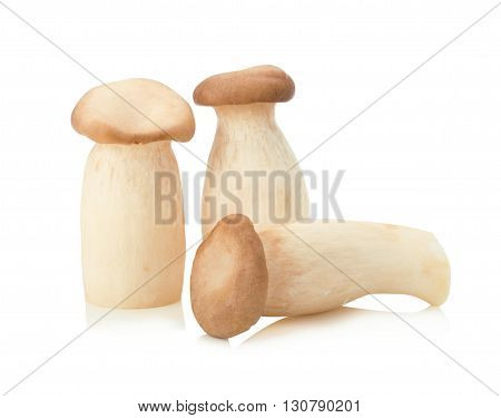 King Oyster mushroom (Eringi) on white backgroud.