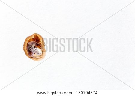 bird guano on paper in beautiful abstract shapes