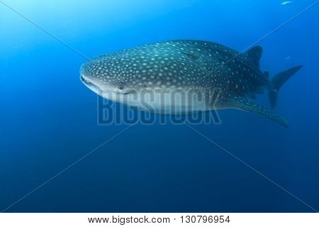 Whale Shark