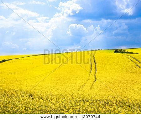 Campi di colza giallo e blu cielo nuvoloso - come un'icona di inizio estate.