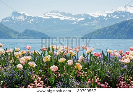 Flowers shown on the background of the Alps by the Lake Lucerne in Weggis