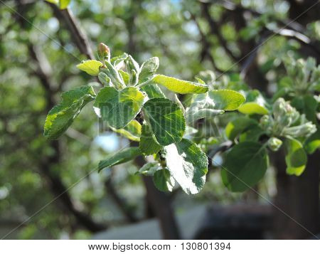 Soon Blooming disbuds of an apple tree