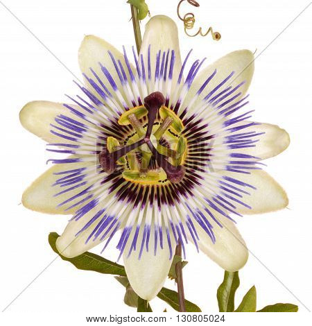 Single bloom of the blue passionflower (Passiflora caerulea) with leaves stem and tendrils isolated against a white background