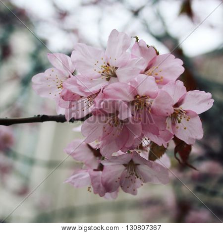 Pink Sakura Bloom. Spring Season. Toned Photo.