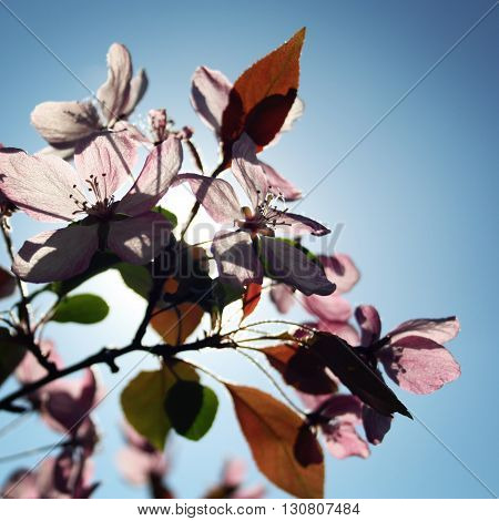Apple flowers backlight by the sun. Aged photo. Flowers bloom in spring season. Apple Blossom Time. Blossoming flowers in spring. Retro filter photo. Fruit tree blooming. Vintage effect.