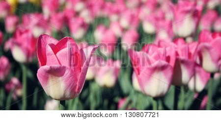 Pink Tulips On The Flowerbed. Aged Photo. Macro.