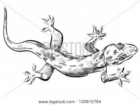 Picture with lizard vector. Graphics on white background. EPS
