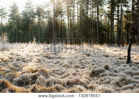 Sun beams cast trough the trees in the back on frosted grass