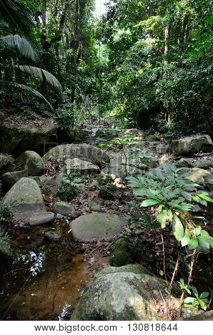 Stream in the jungle near the Juara beach, Tioman island, Malaysia