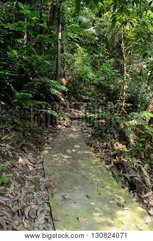 The path to the waterfall in the forest near the beach Mukut, Tioman Island, Malaysia