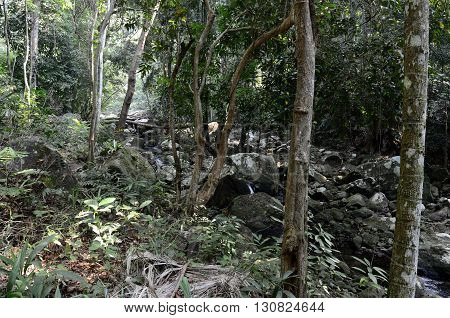 Stream in the jungle near the Mukut beach, Tioman island, Malaysia