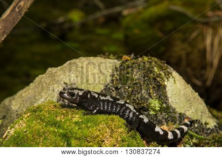 A Marbled Salamander climbing over a mossy stone.