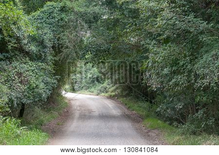 Parts of the road through the Baviaanskloof (baboon valley) passes through dense forest