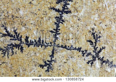 Dendritic minerals of iron- and manganese oxides on a carbonate rock surface.