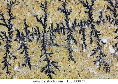 Dendritic minerals of iron- and manganese oxides on a carbonate rock surface.