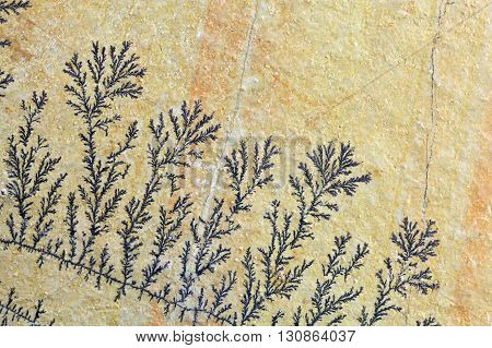 Dendritic minerals of iron- and manganese oxides on a carbonate rock surface.