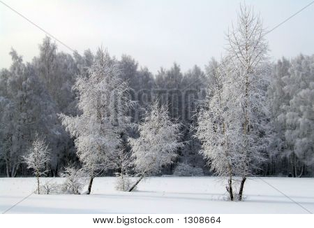 Снег лесной пейзаж