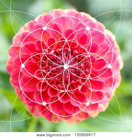 Illustration of spiral arrangement in nature. Fibonacci pattern