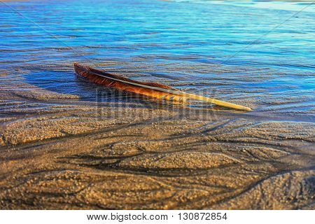 Golden light feather on wet sand on California beach in Half Moon Bay.
