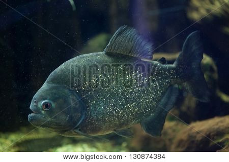 Red piranha (Pygocentrus nattereri), also known as the red-bellied piranha. Wild life animal. 