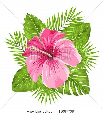 Illustration Beautiful Pink Hibiscus Flowers Blossom and Tropical Leaves, Isolated on White Background - Vector
