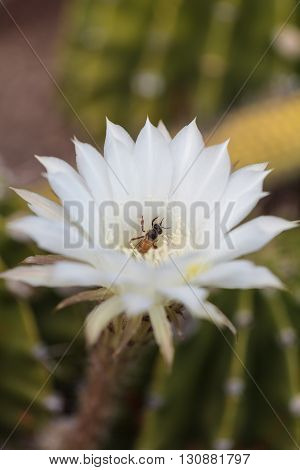 Honeybee, Apis mellifera, gathers pollen on a flower in Southern California, United States.
