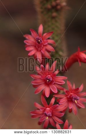 Hybrid red Echinopsis Allusion cactus flower blooms in a botanical garden in Southern California