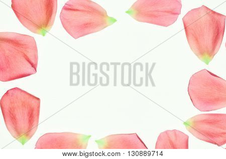 Rose's pink petals and leaf on white background
