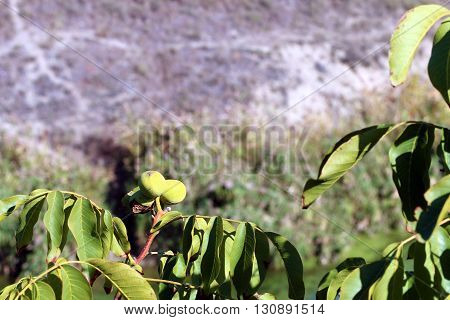 lovely ripe walnuts in gathering the harvest season