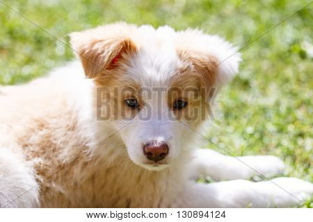 Ee red Border Collie puppy. Young dog outside on the lawn.