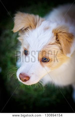 Ee red Border Collie puppy. Young dog outside on the lawn.