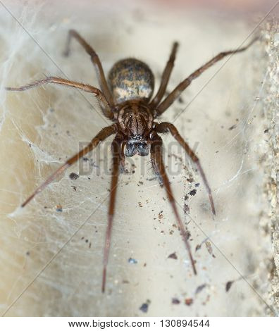 Spider In The Liocranidae Family On Web