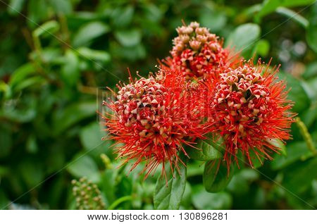 A local red flowers of Xanthostemon chrysanthus.