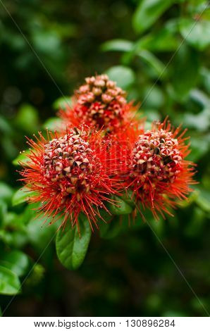 A local red flowers of Xanthostemon chrysanthus.