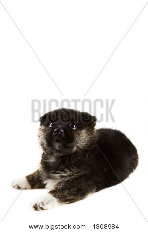 Vous rêvez de chiot